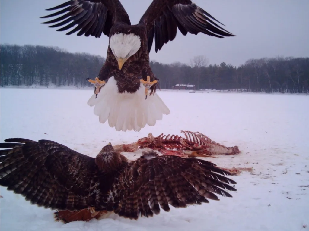 Eagle