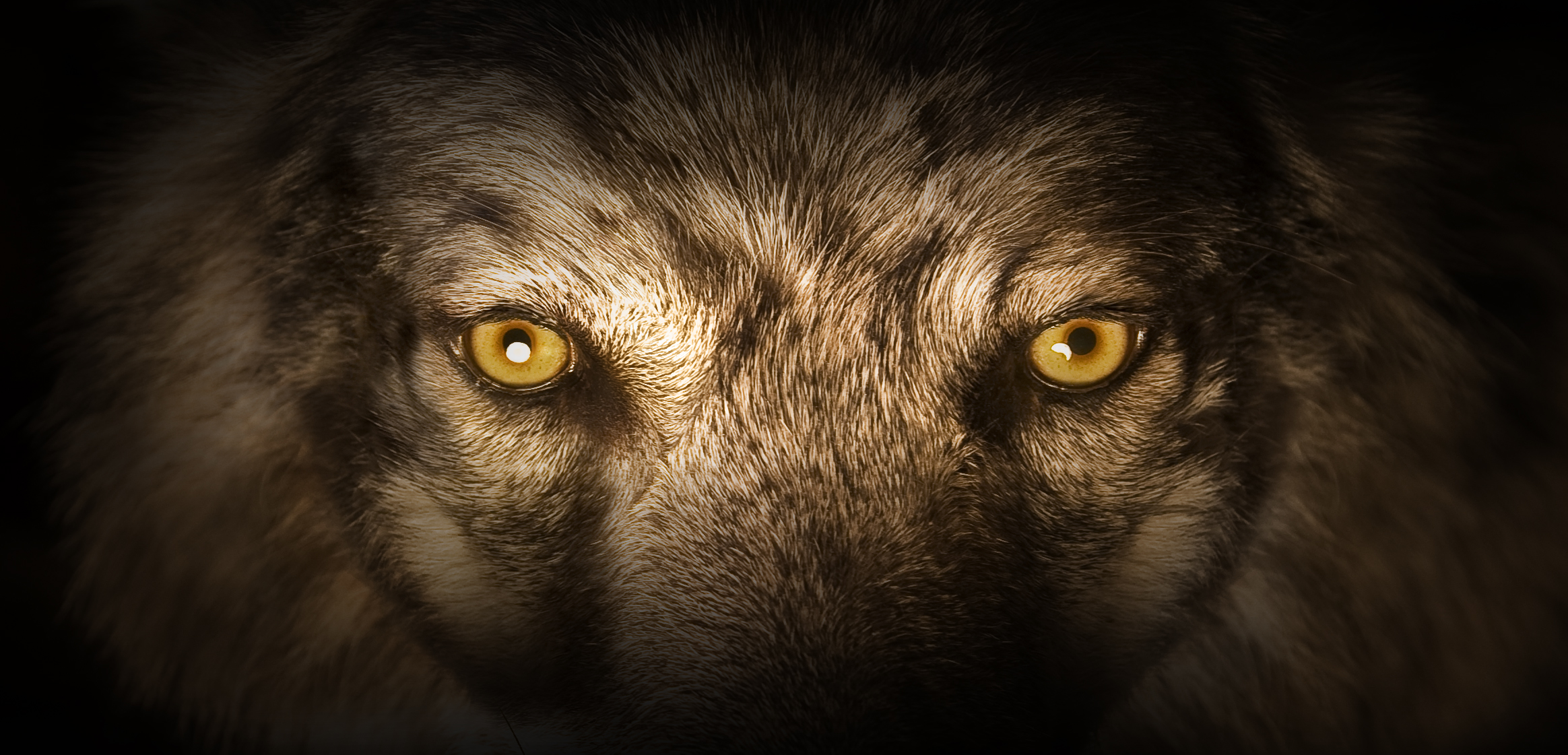 Wolf eyes